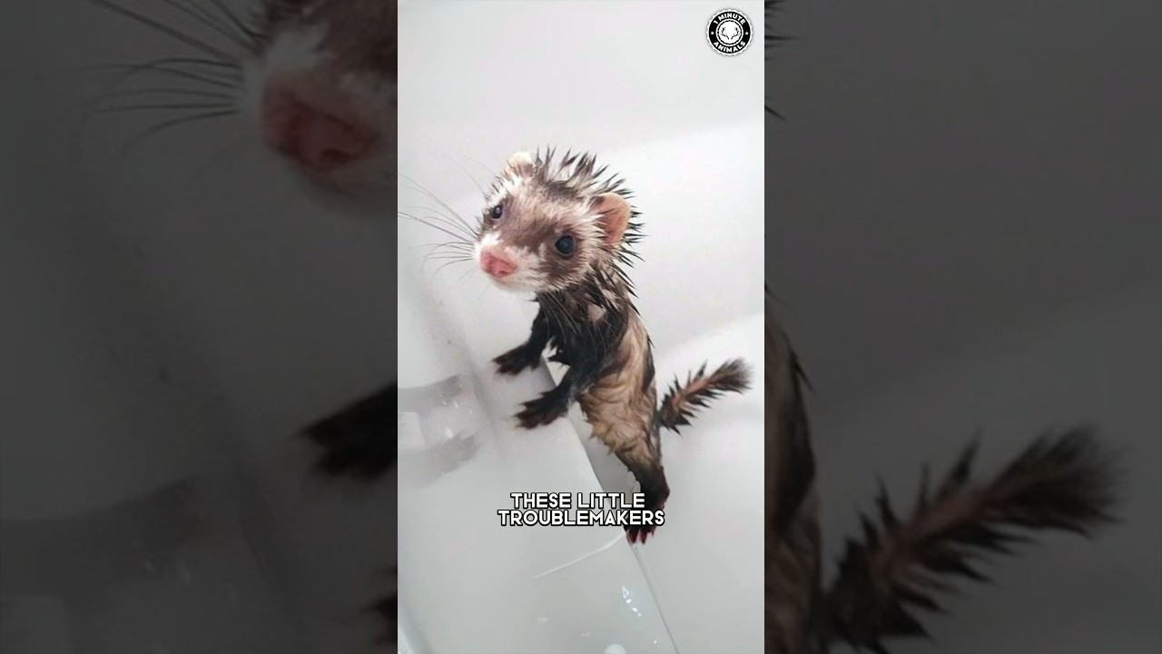 Ferrets 🌪 Furry Mischievous Tornadoes!