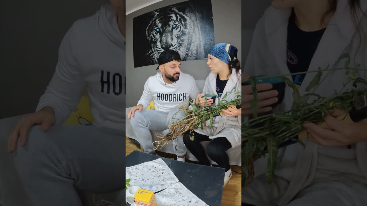 Marioara-Pregatire pentru musafiri