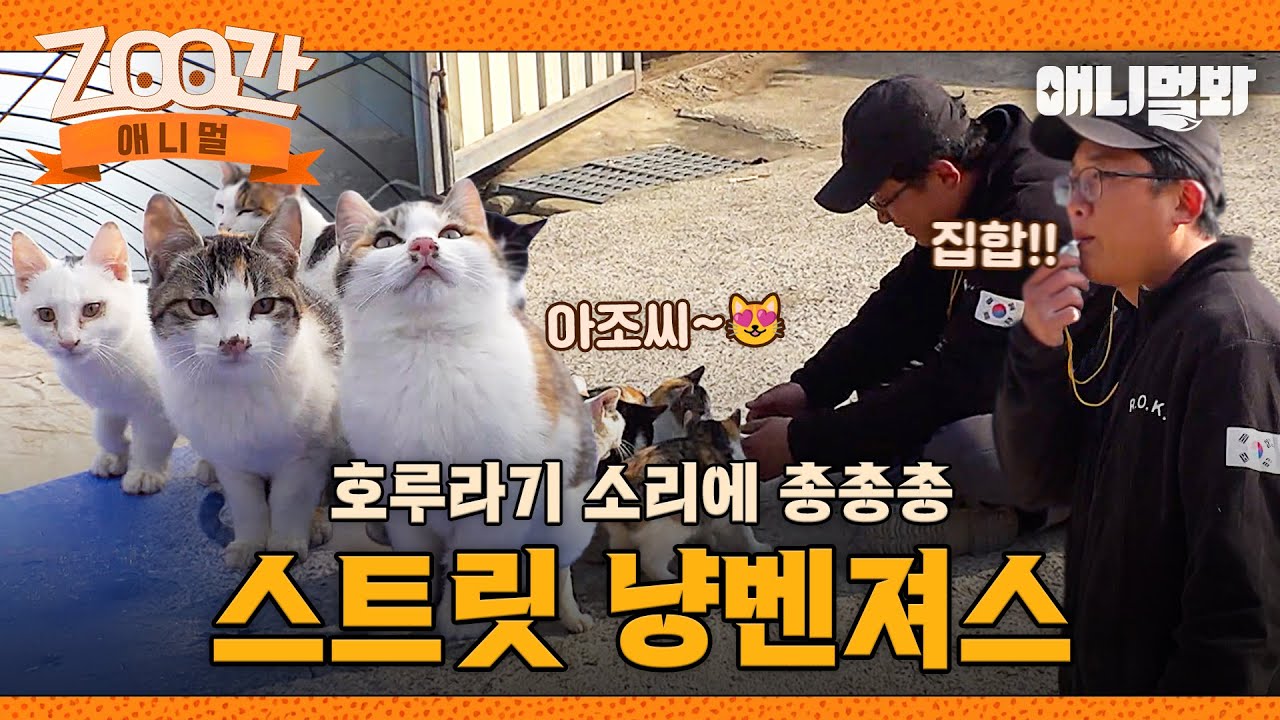 [#Zoo간애니멀] 호루라기를 불어라~~!! 휘익 소리에 잽싸게 모인 귀여운 냥벤져스💓 I EP.1259 #TV동물농장 #AnimalFarm #애니멀봐