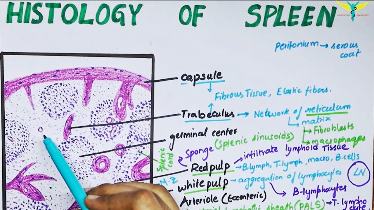 Histology of spleen