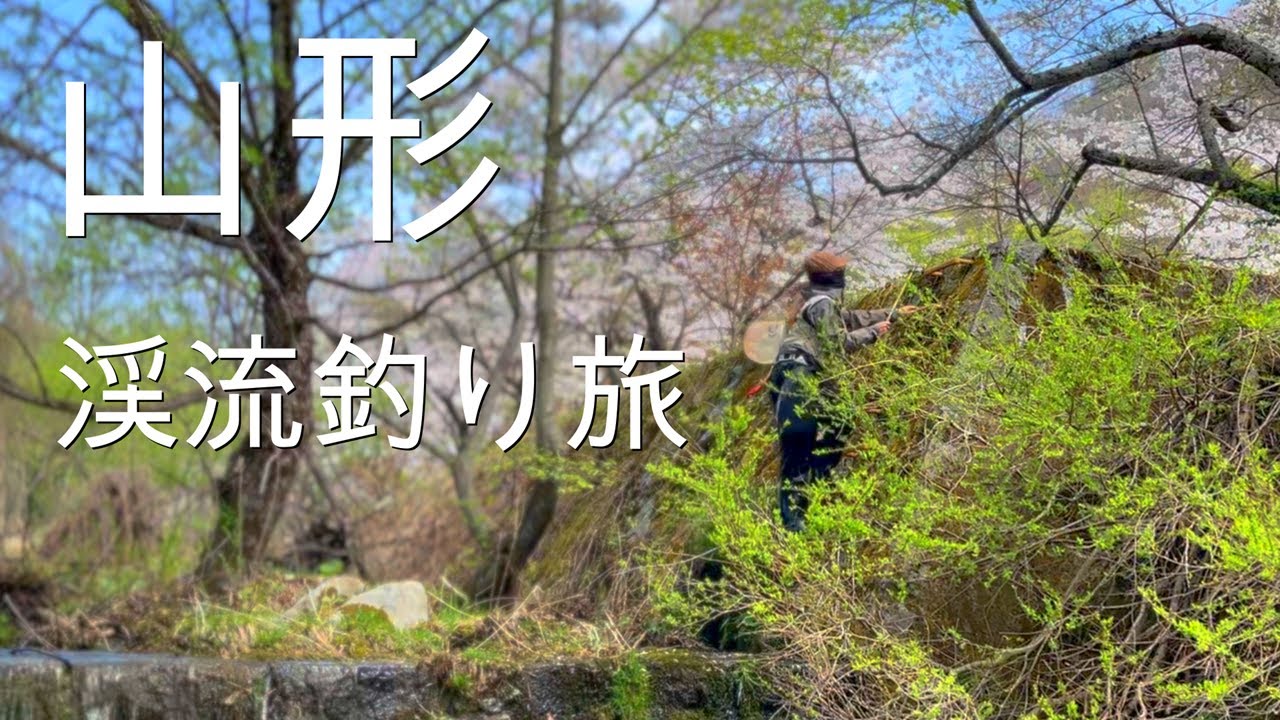 やっぱりヤマメは濃かった山形最上白川渓流釣り車中泊旅