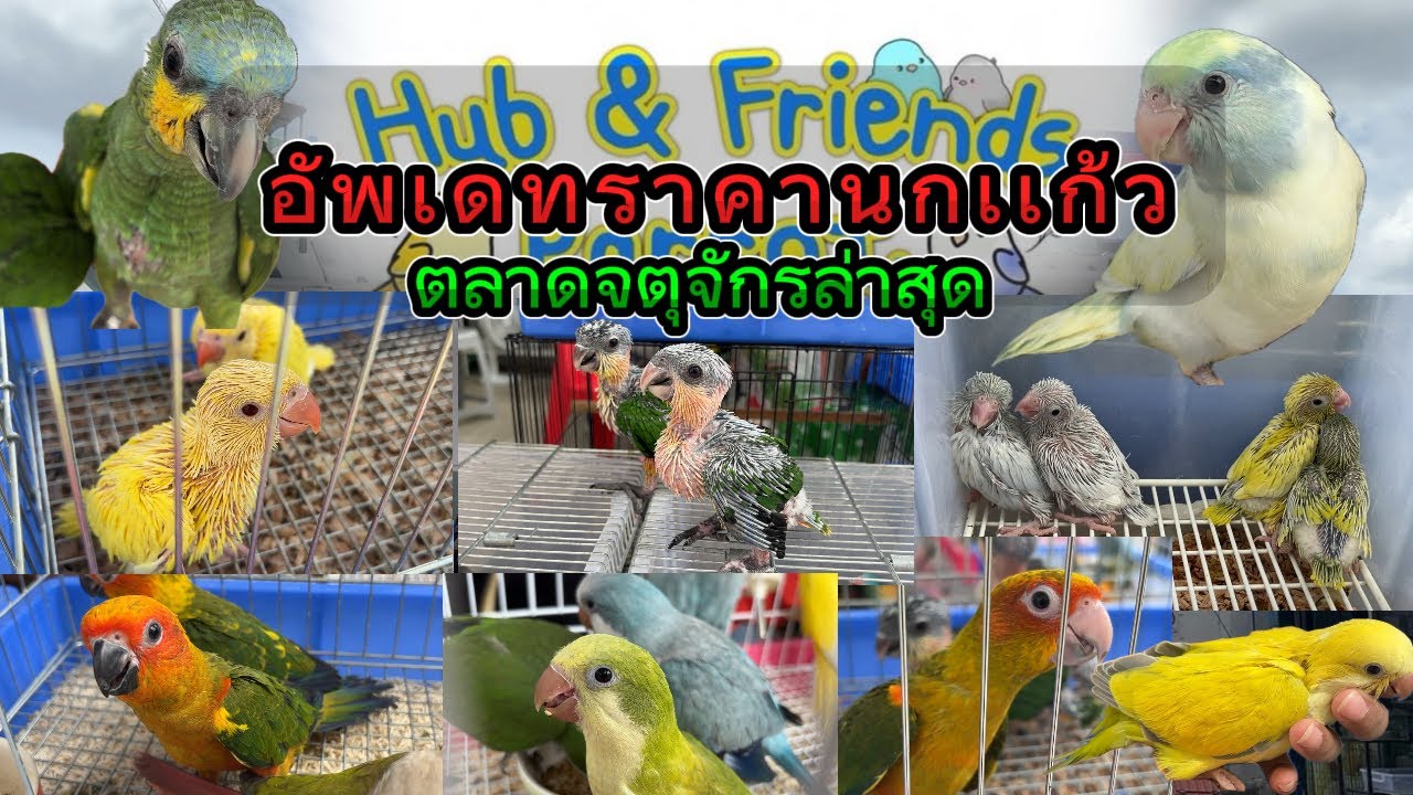 อัพเดทราคานกเเก้วล่าสุด ร้าน Hub & Friends Forpus  ที่ตลาดจตุจักรโซนสัตว์เลี้ยง อัพเดทราคานกล่าสุด