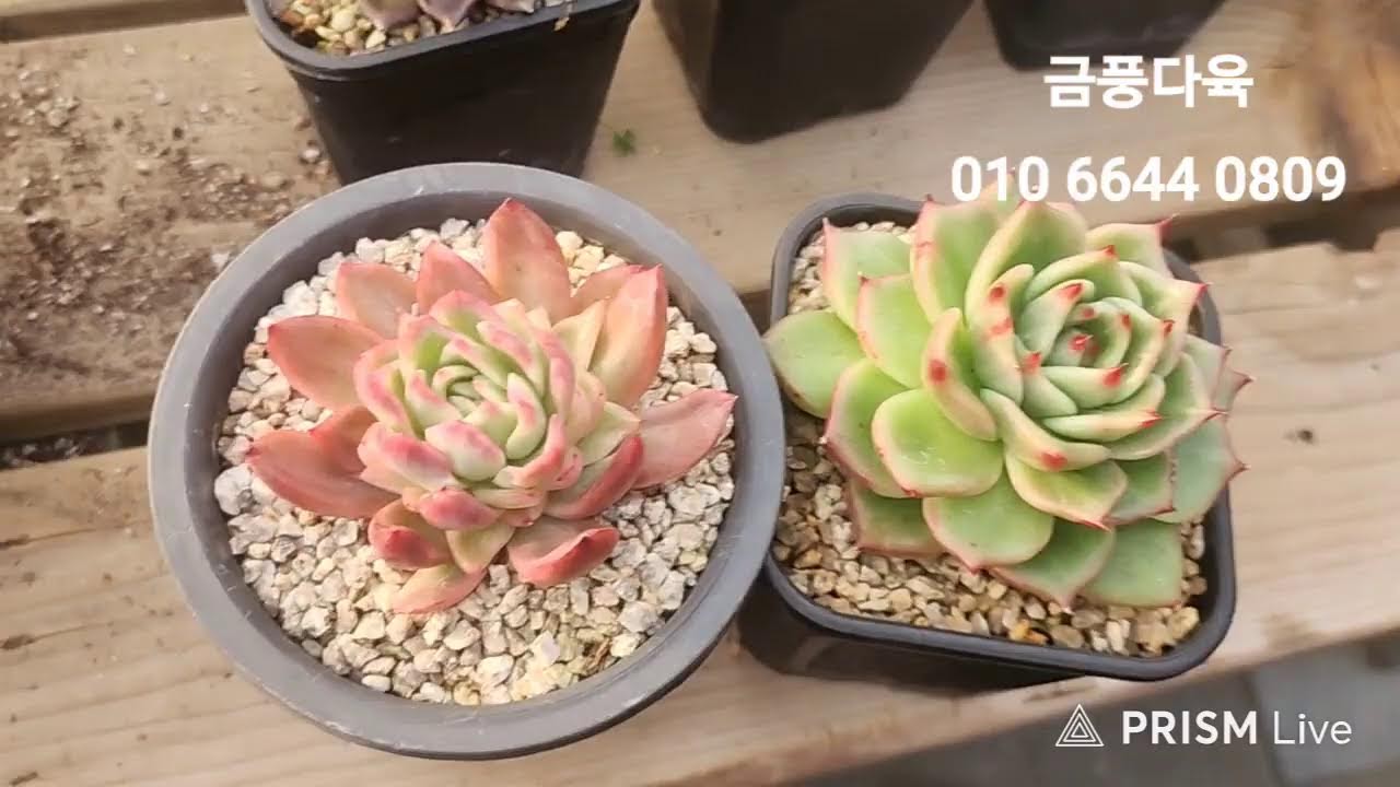 꽃나비다육 라이브 방송