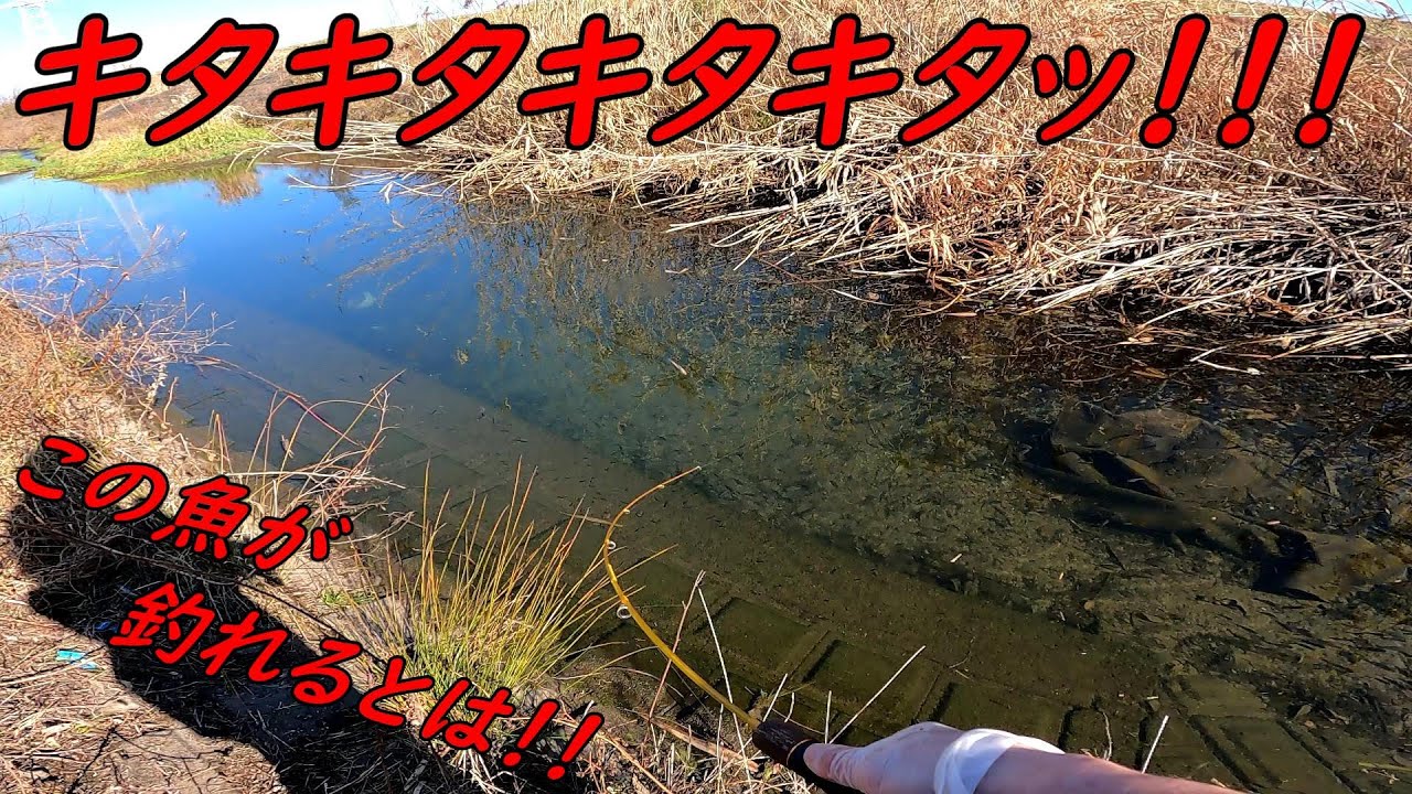 キタキタキタッ！！リベンジ成功！！！あの魚が釣れました(^^♪