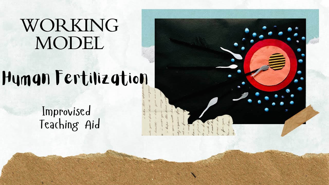 Human Fertilisation working model | Biology teaching aid | Improvised model for BEd commission