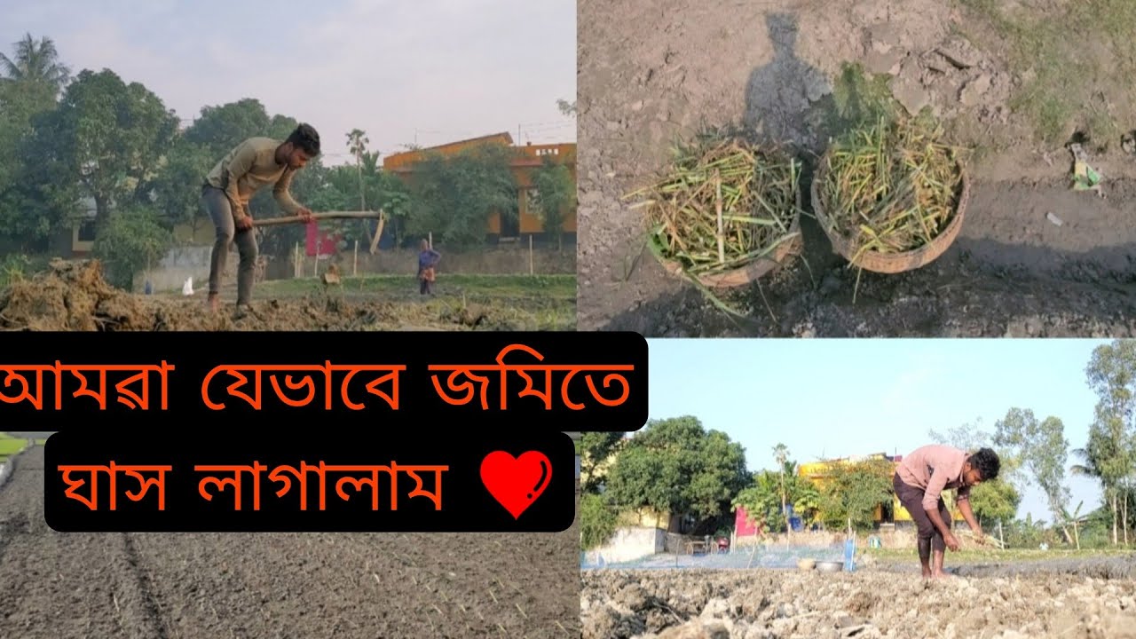 আমৱা যেভাবে আমাদেৱ জমিতে ঘাস লাগালাম ❤️অনেকদিন আগেৱ ভিডিও.....