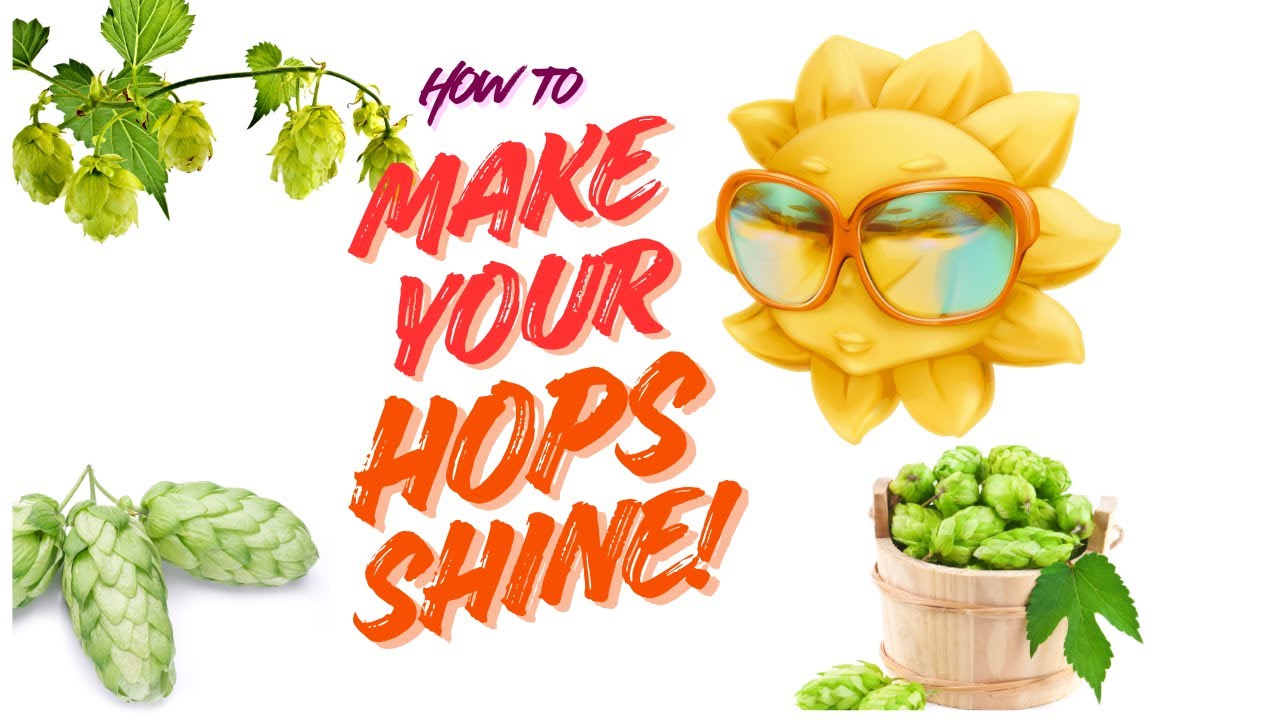 Hops in Beer: Here is how to make them stand out...Every time!