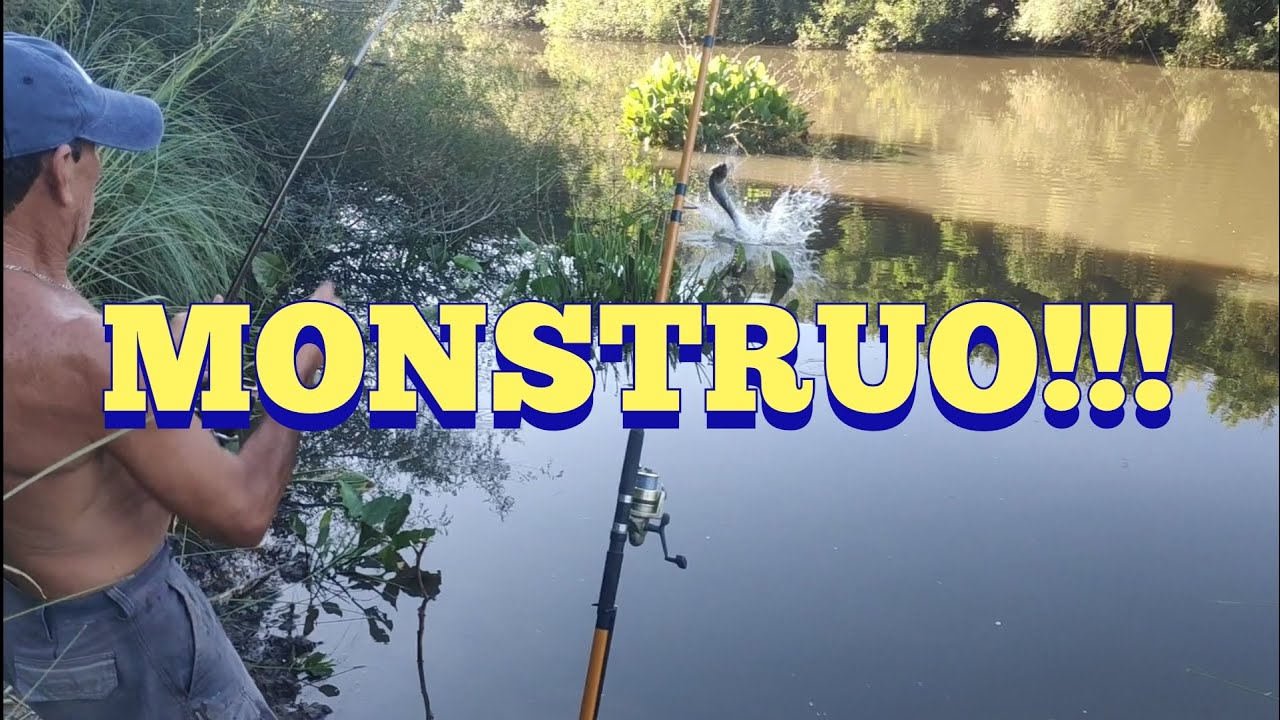 Bruta tornasol, bagres y m&aacute;s en Pesca en agua dulce