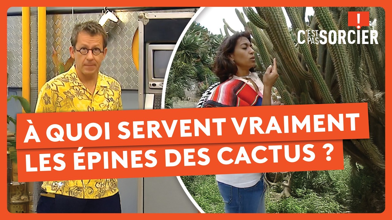 À quoi servent vraiment les épines des cactus ? - C'est pas sorcier