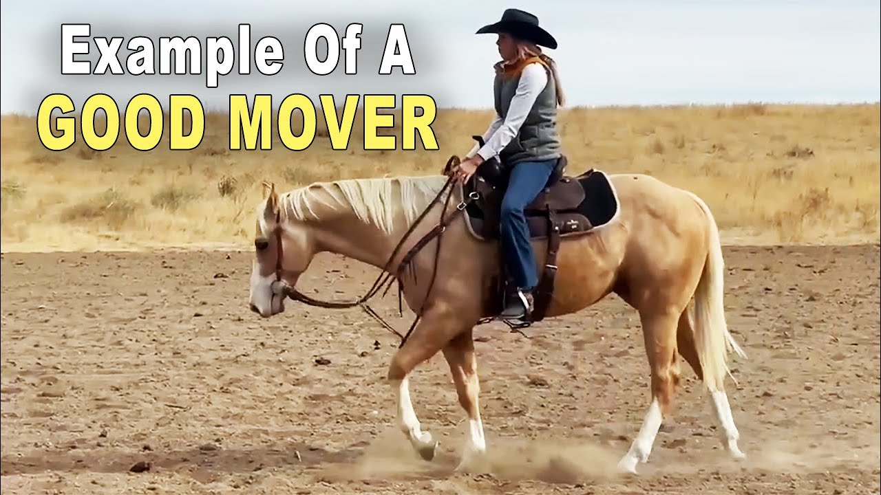 Horse Training - A Good Moving Western Horse - Reining, Cutting & Performance
