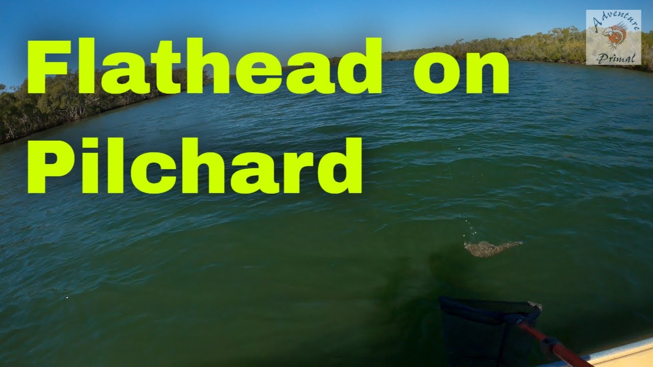 Guide to Flathead Fishing with Pilchards