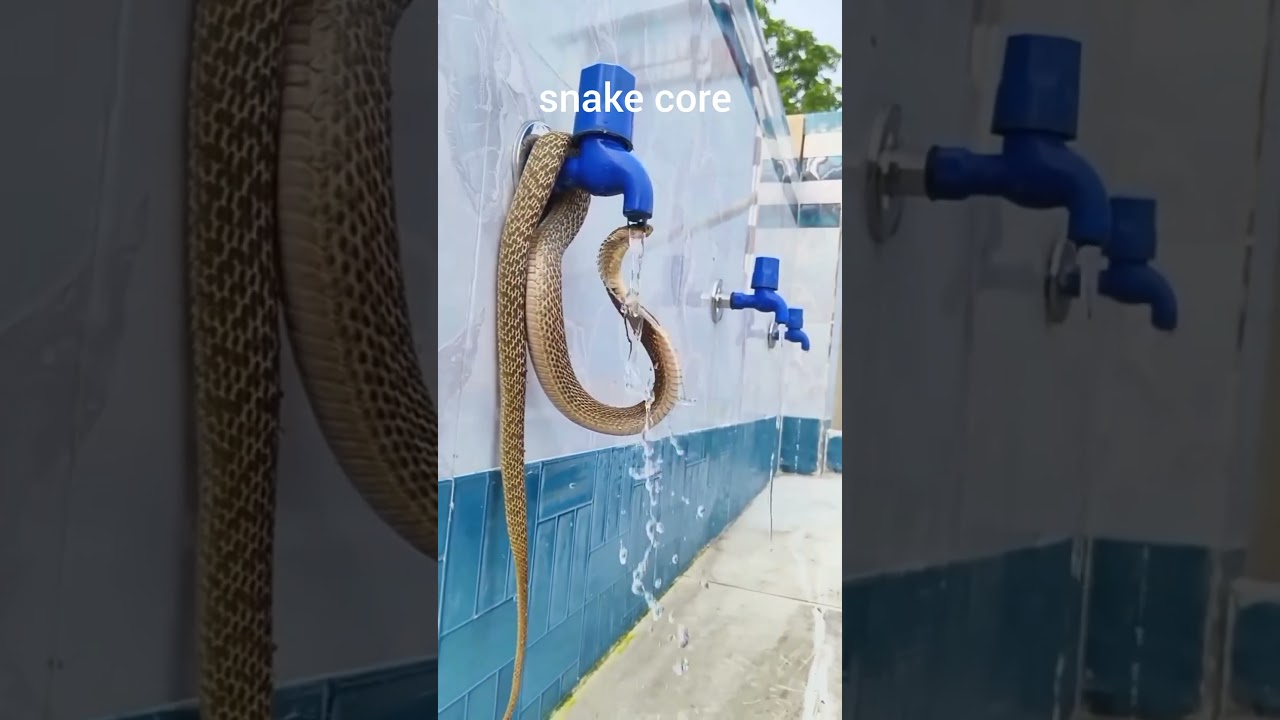 snake core🤣I fell in love❤️ #living_life #animals #viralvideo #Snake #shorts #cute