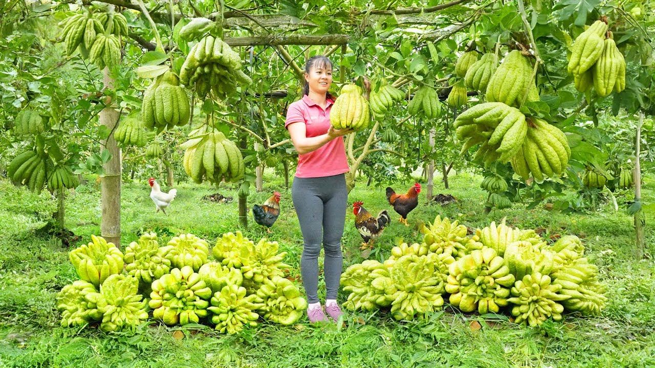 Harvesting Buddha's Hand Fruit to Sell at the Countryside Market – Harvesting Salad Greens