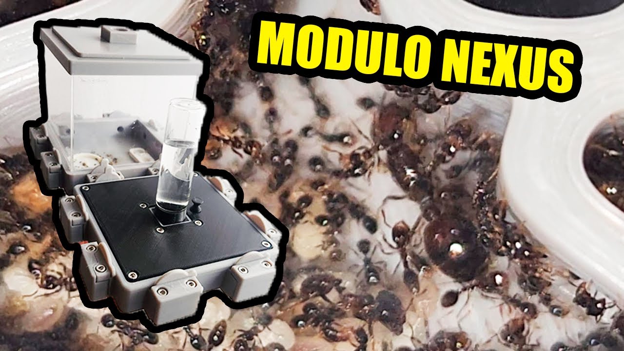 Hormiguero Nexus🔴(Mudanza de Solenopsis Geminata)