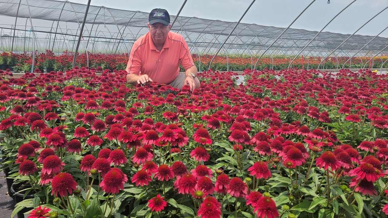 Echinacea Sunny Days Ruby (Coneflower) / Magnificent Bushy Free Flowering, Easy to Grow Perennial