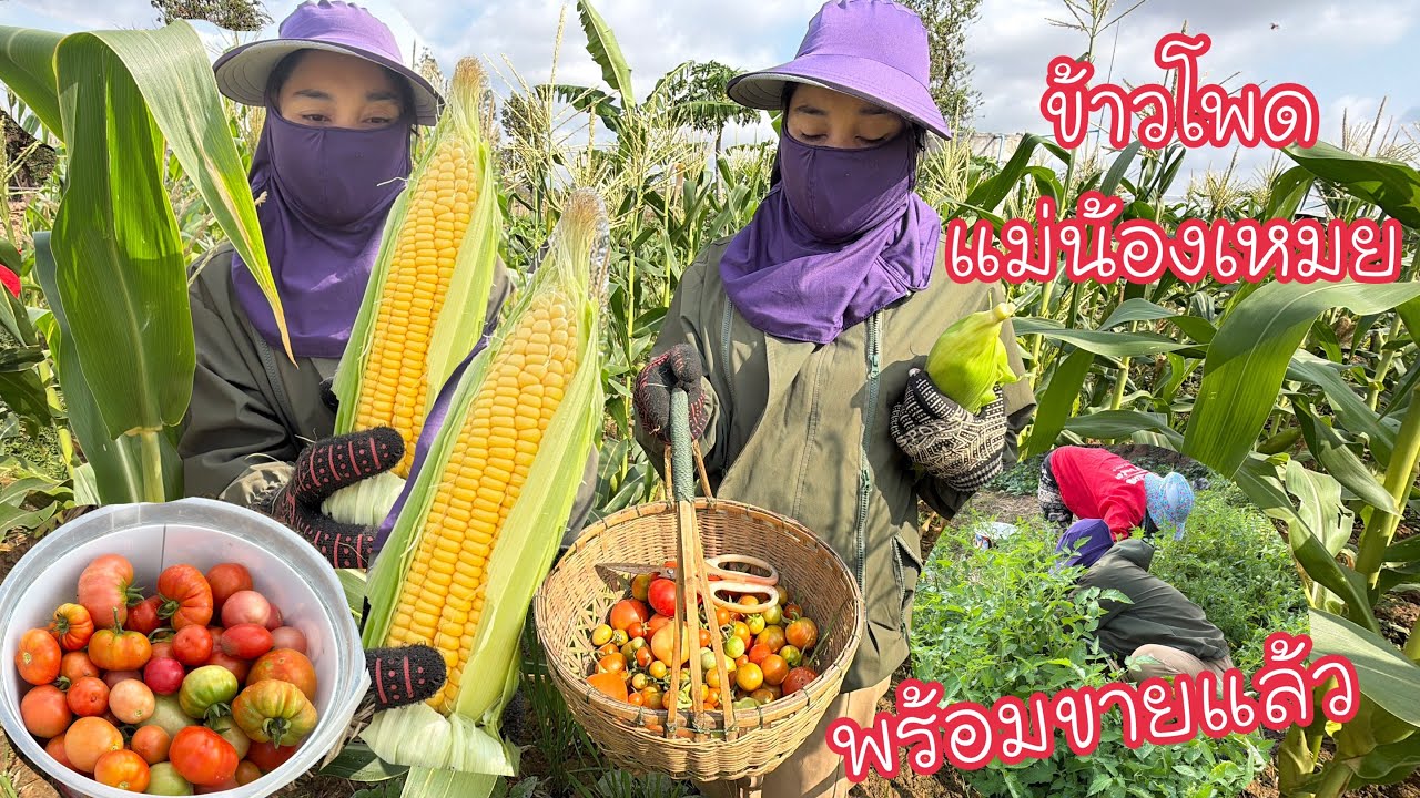 ข้าวโพดแม่น้องเหมยแก่พร้อมขายแล้ว!!! เก็บมะเขือ￼เทดไปช่วยงานเจ้สี