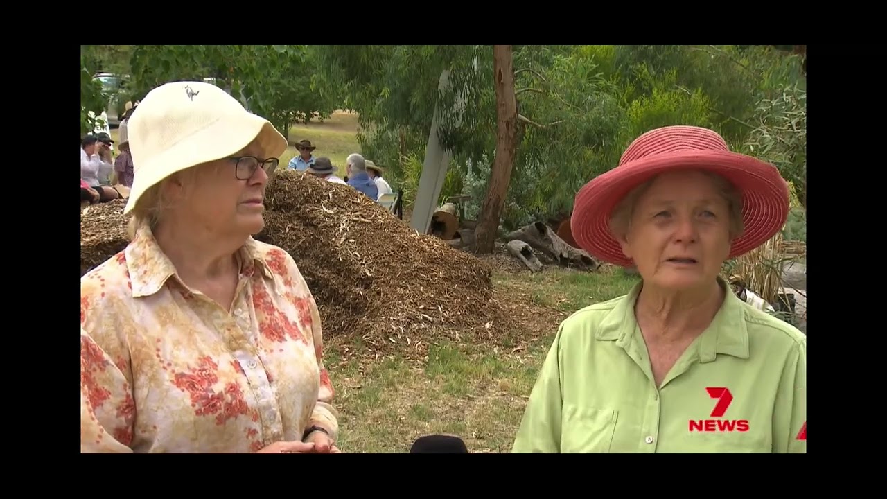 Tamworth loves country music, and bees too! 🐝 