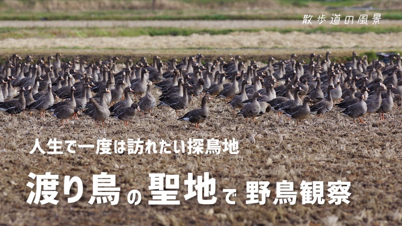 《ゆるい自然観察Vlog134》人生が変わるかも…渡り鳥の聖地で野鳥観察
