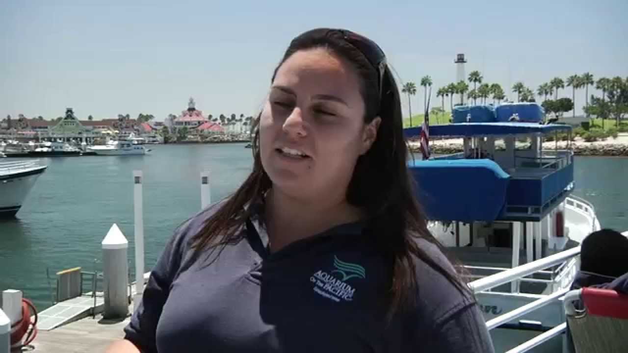 Whale Watching in an Urban Ocean - Aquarium of the Pacific