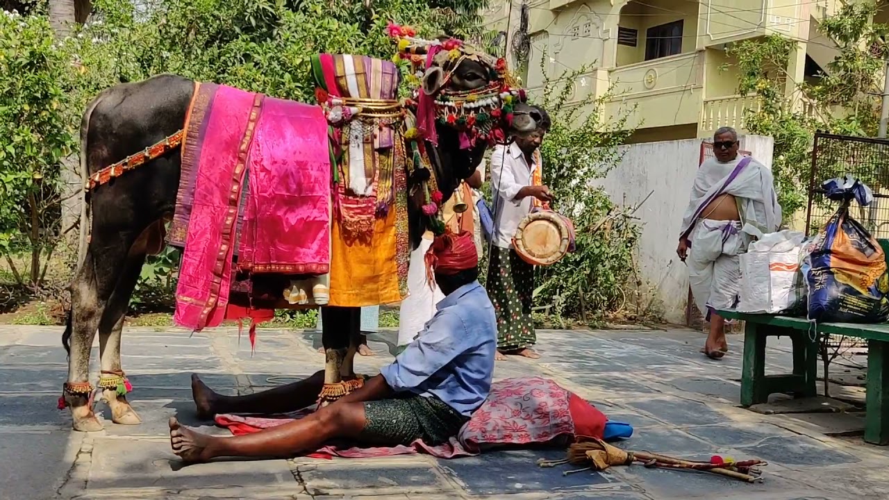 sankranthi Gangireddulu