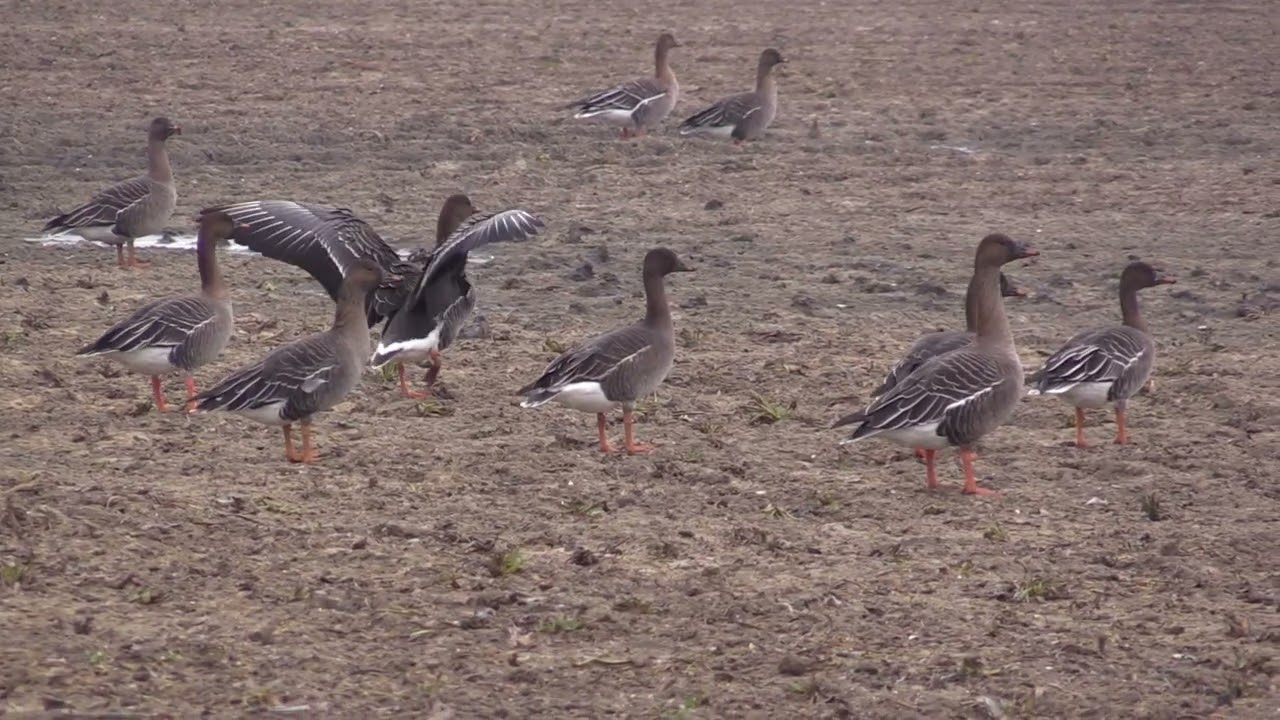 Oie de toundra (Anser serrirostris rossicus) Tundra Bean Goose