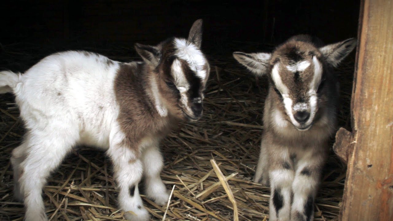 Cute Newborn Kids (Baby Goats)