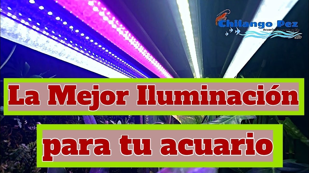 ¿Cómo calcular los lúmenes para mi acuario?/ iluminación para acuarios