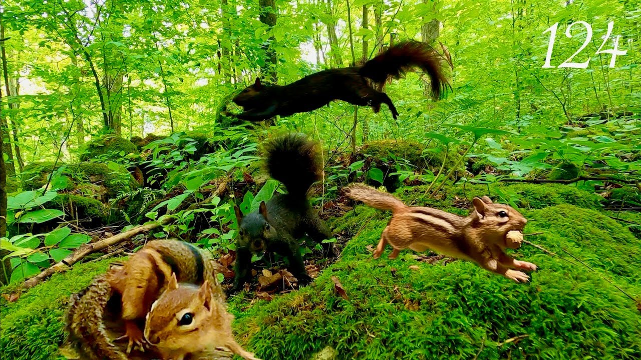 Relaxing Cat TV: Chipmunks & Squirrels in a Lush Green Forest (4K, 3 Hours) Ep. 124