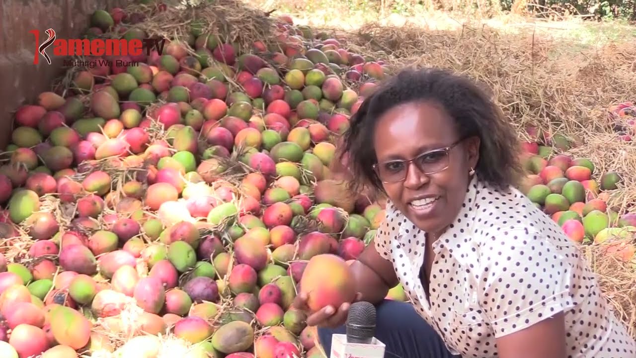 Mateta ma thuguri ya maembe Murang'a