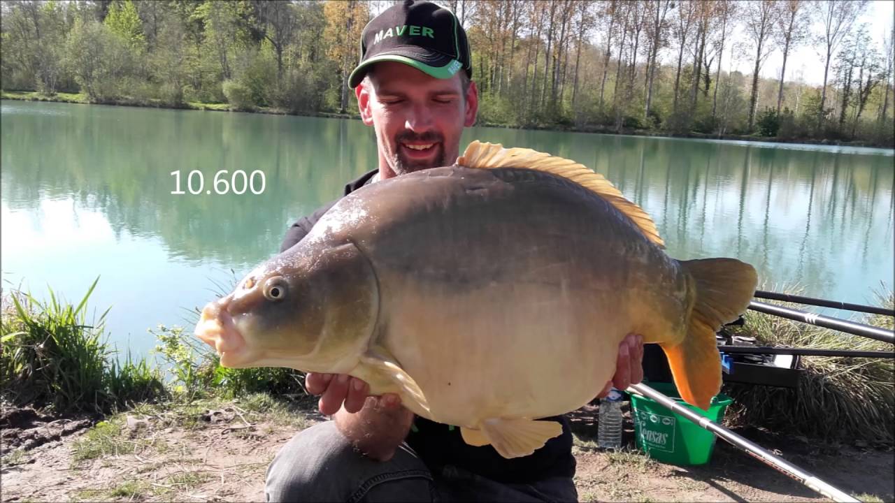 carpe au coup 2016 (specimen)