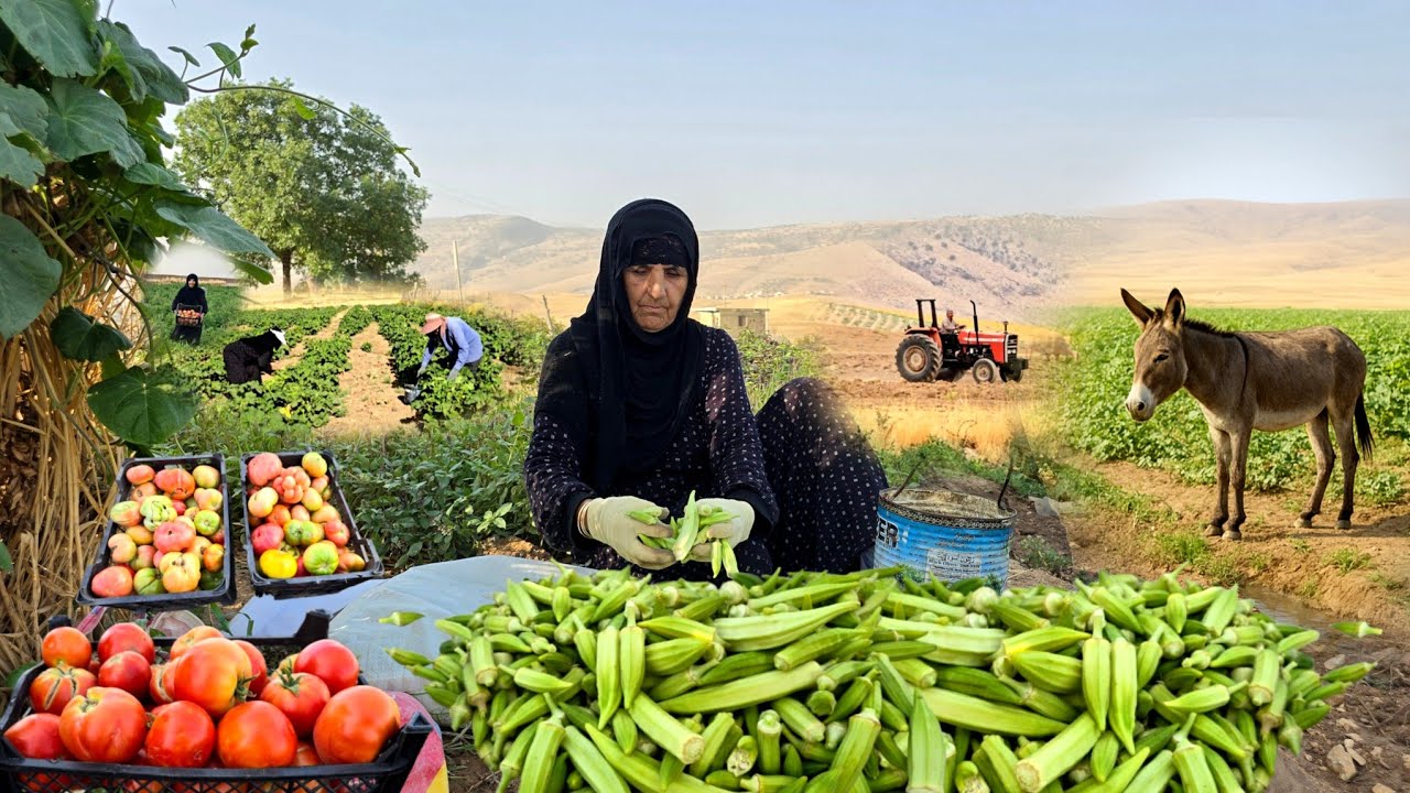 Village life in Iran :  Harvesting Organic Okra and Cooking traditional lunch | ILAM