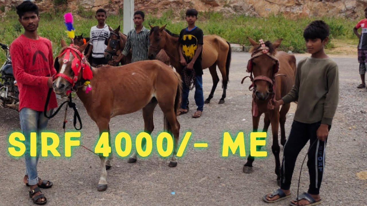 saste tattu ghode riding horses poni horse in Hyderabad Ghousenagar