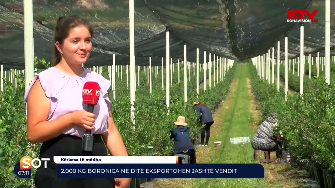 2.000 Kg Boronica në ditë eksportohen jashtë vendit  - 15 07 2022