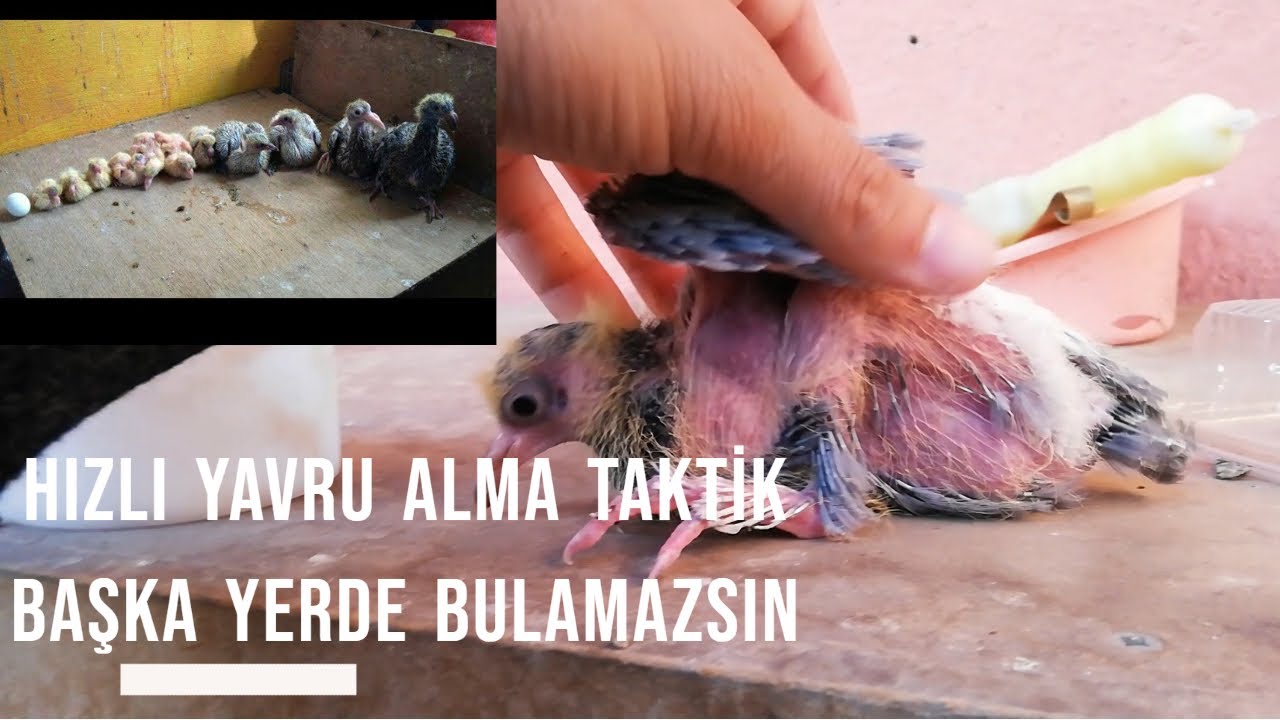 Güvercinlerde Nasıl Sağlıklı Ve Hızlı Yavru alırım