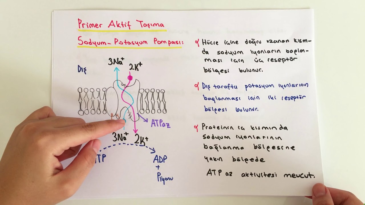 FİZYOLOJİ-7.KONU-Aktif Taşıma