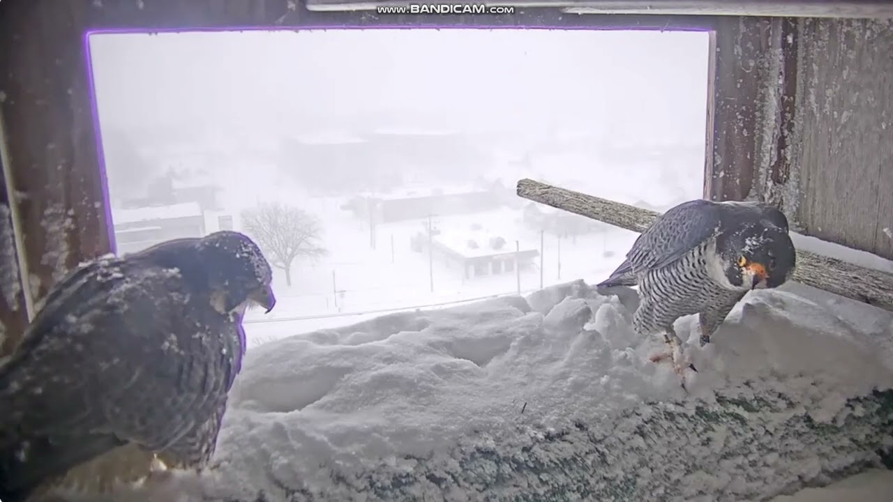 Sokół wędrowny Oshkosh USA - spotkanie w zasypanym gnieździe ❄️Gaylord z prezentem  2026 03 16