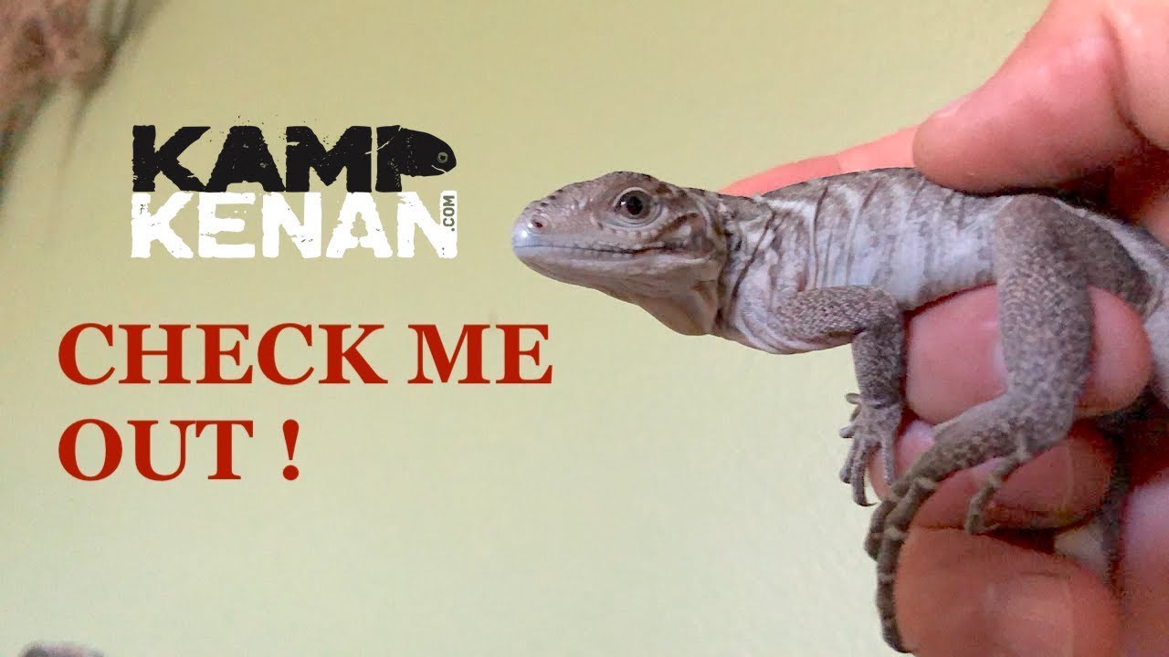 Baby Rhino Iguanas, Backyard Update, and Eggs!!!!