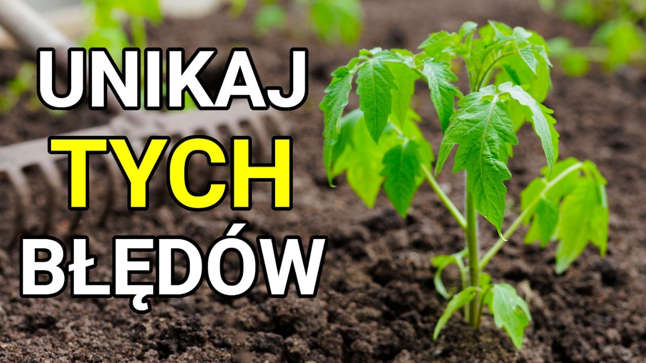 Tak zabijasz pomidory. 6 błędów podczas sadzenia!