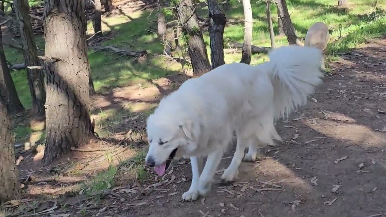 Salvo, Ellie, Bella and Archie on Tuesday the 10th of March