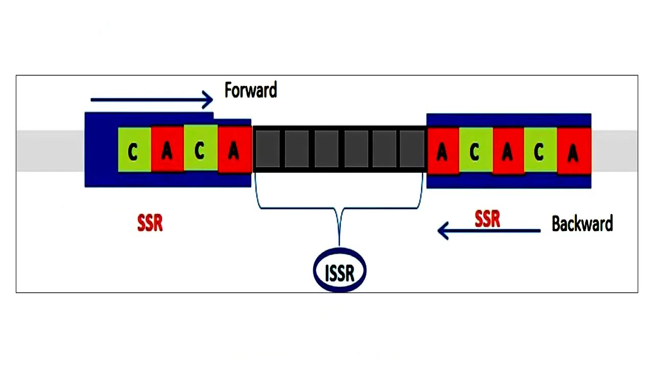 Inter Simple Sequence Repeat or ISSR Marker