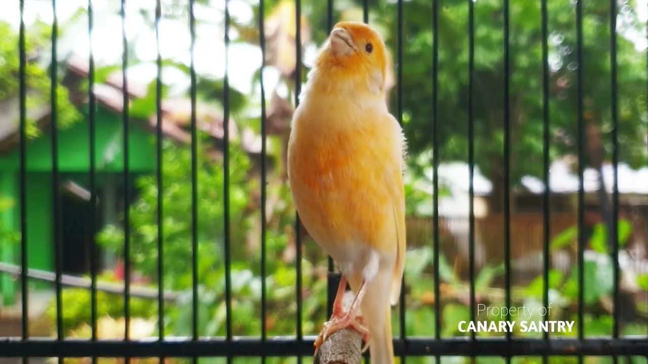 STOP A Silent Canary‼️The ULTIMATE Singing Lure Master‼️