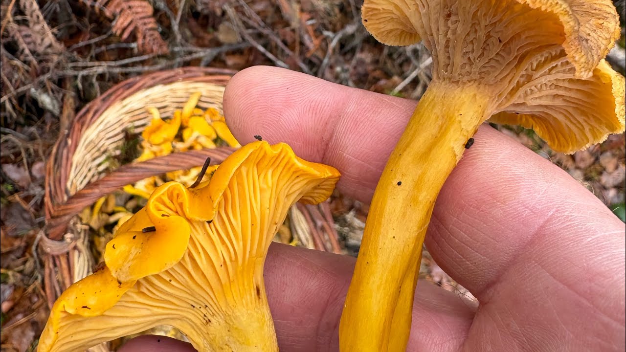 Belles Chanterelles en tube et girolles le 5/12 / 2025 .. 😲😲😲