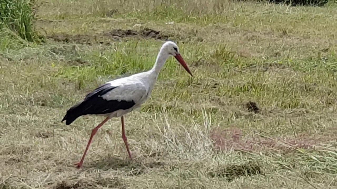 Bocian poluje. The stork hunts.