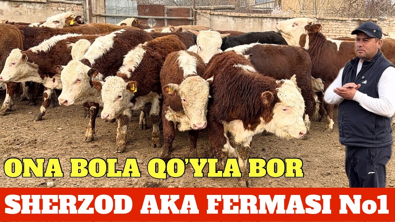 SHERZOD AKADAN 10 mln YUTIB OLISHIZ MUMKIN SHARTI OSON KIMNI KAMENTI KO’P LIKE YEG’SA BERILADI