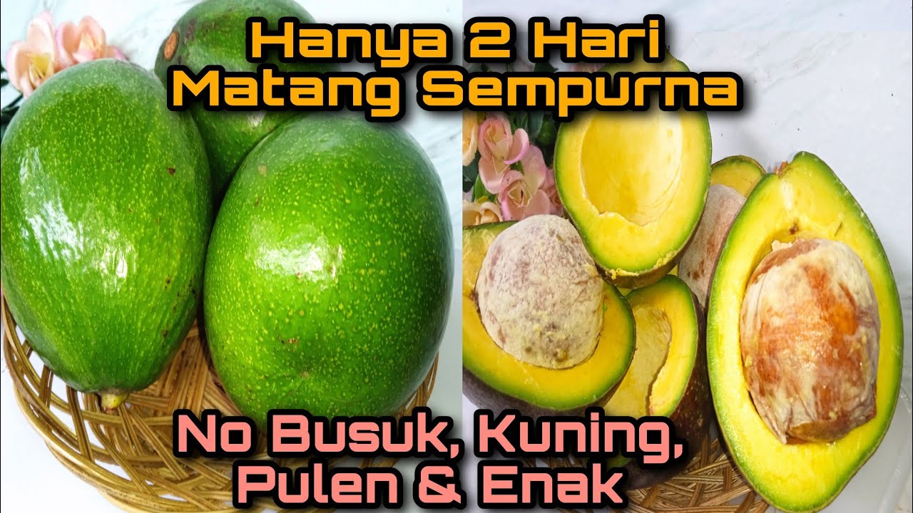 Cara Memeram Buah Alpukat Supaya Cepat Matang⁉️Tiga Cara Peram Alpukat Agar Cepat Matang‼️