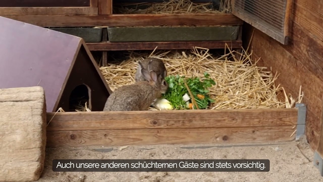 Sorgentiere des Monats August 2025 - schüchterne Kaninchen