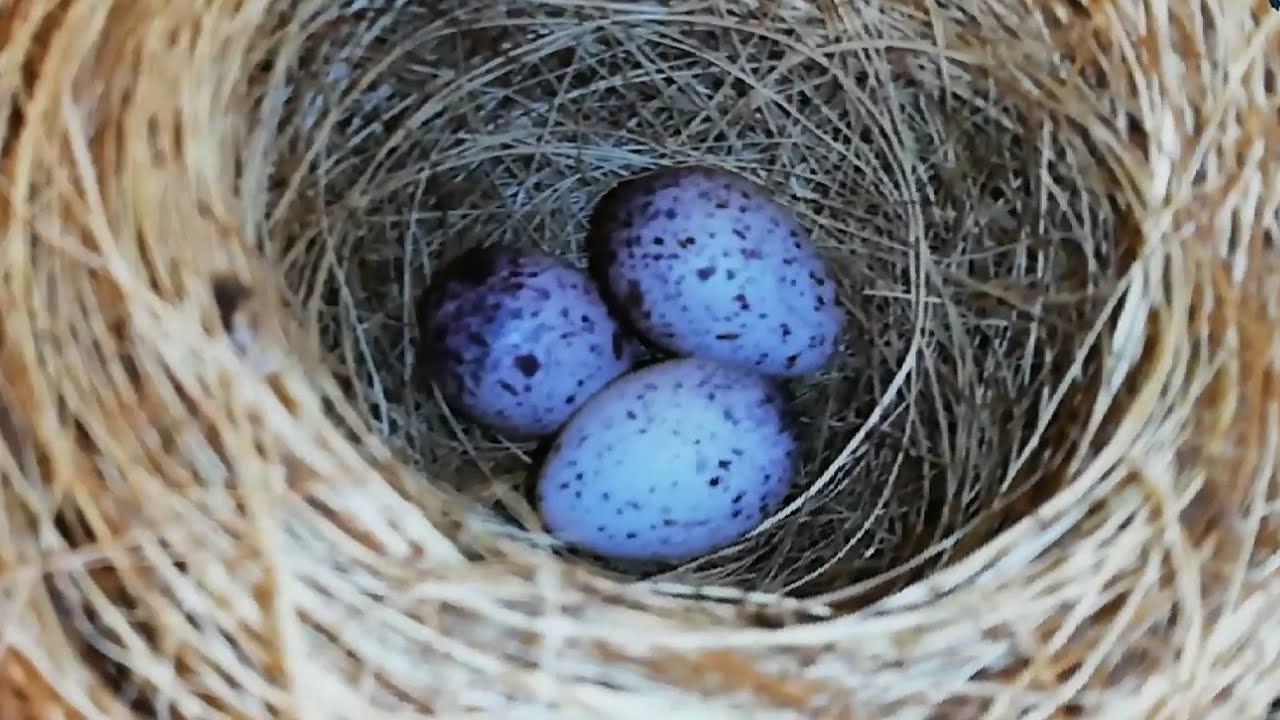 سبب عدم استجابه أنثى البلبل لرغبه الذكر على تزاوج