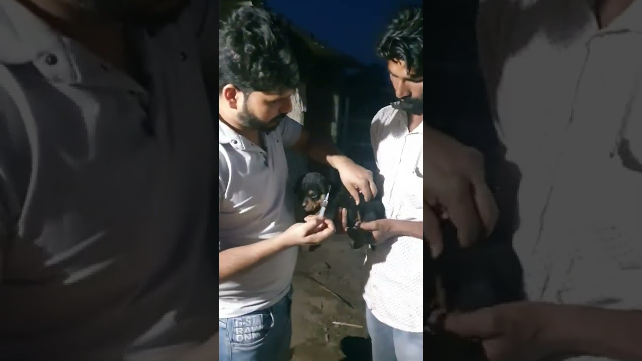 first vaccinations of rottweiler puppies  puppy DP