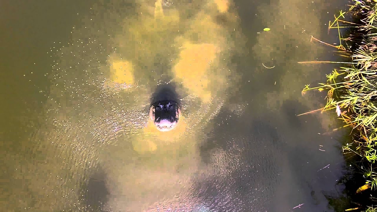 Alligators Don't Like Drones!