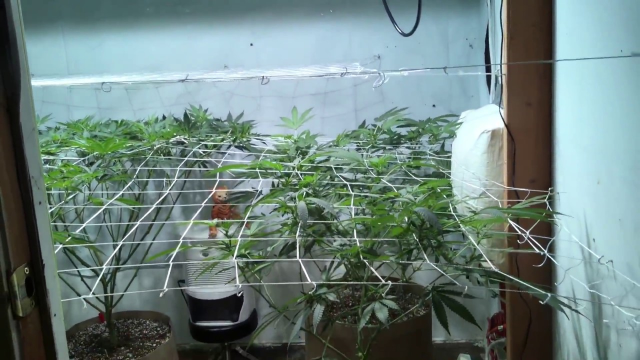 Grow update. Growers choice 315 lec, cmh